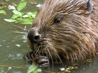 Frankreich - Wild und Schön