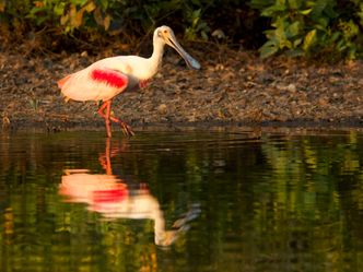 Wildes Pantanal