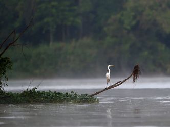 Kinabatangan, der Amazonas des Ostens