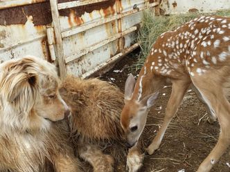 Tierische Freundschaften