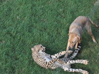 Tierische Freundschaften