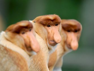 Kinabatangan, der Amazonas des Ostens