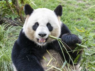 Pandas hautnah!