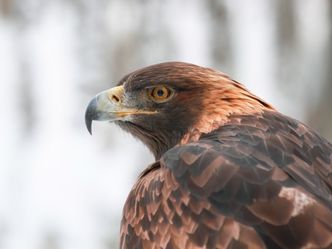 Bronx Zoo - Tierpark der Superlative