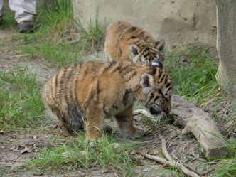 Zoo-Babys: Jetzt wird's wild!