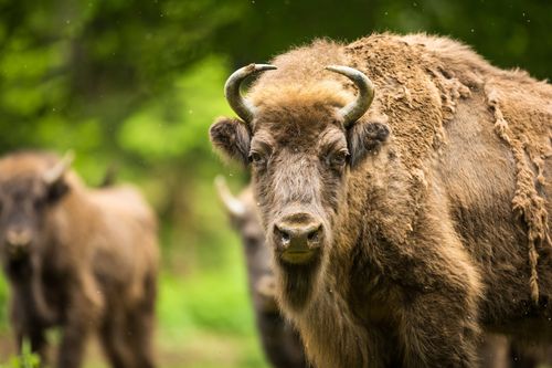 Europas verborgene Naturwunder