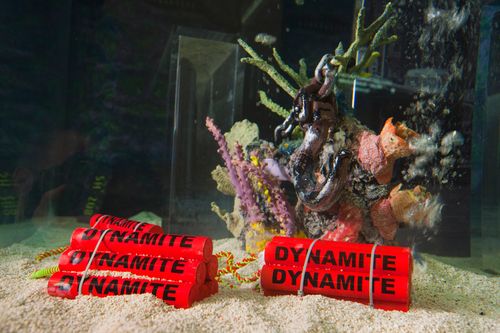 Galerie zur Sendung „Die Aquarium-Profis“: Bild 1