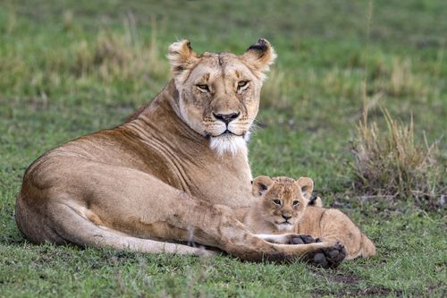 Galerie zur Sendung „Big Cat Tales - Afrikas Raubkatzen“: Bild 1