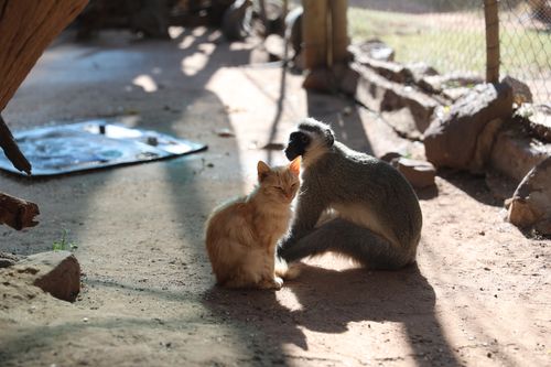 Fantastische Tierfreundschaften