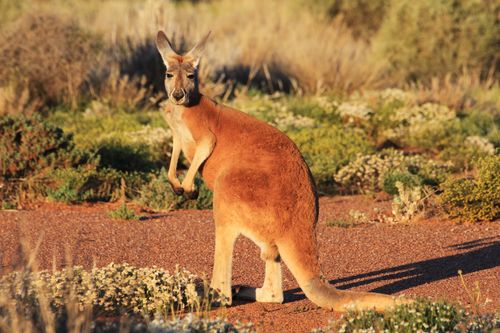 Galerie zur Sendung „Wildes Australien“: Bild 1