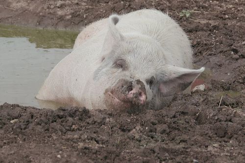 Animal Farm Michigan - Zuflucht für Tiere