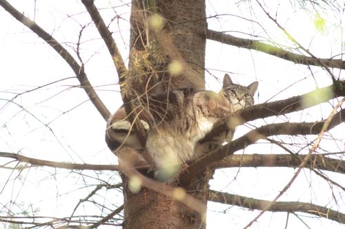 Die Katzenretter - Einsatz in der Baumkrone