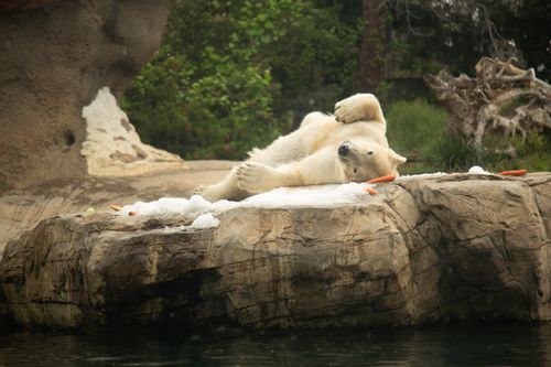 San Diego Zoo