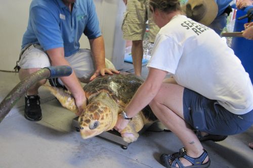 Fish Tank Kings - Gigantische Wasserwelten