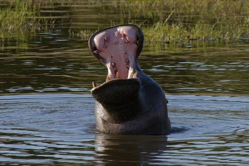 Galerie zur Sendung „Wasserwelt Afrika“: Bild 1