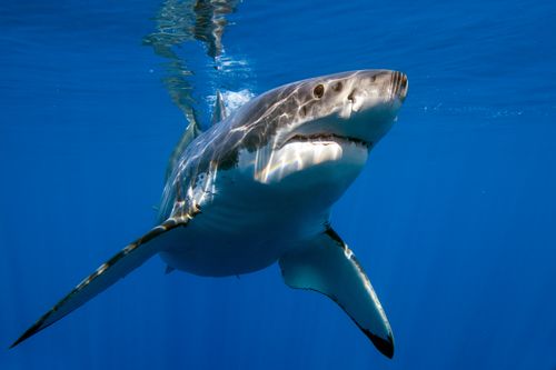 Galerie zur Sendung „Der größte Weiße Hai der Welt“: Bild 1