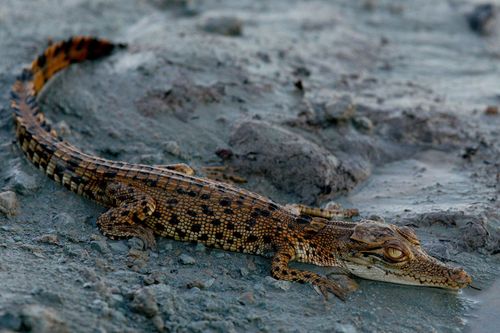 Australiens Riesen-Krokodile