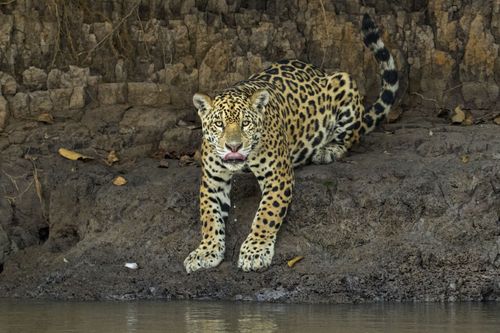 Jaguar vs. Krokodil