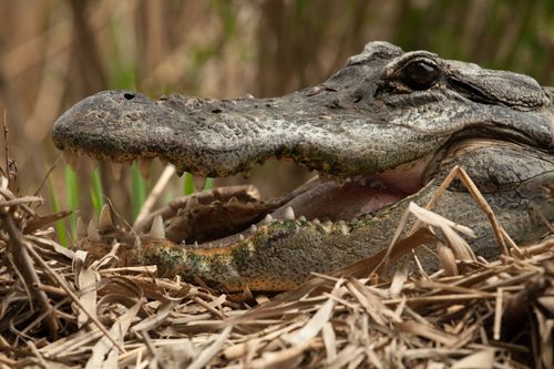 Krokodil vs. Alligator