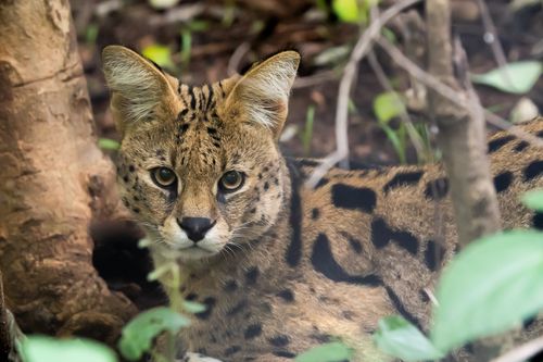 Malawi Wildlife-Rescue