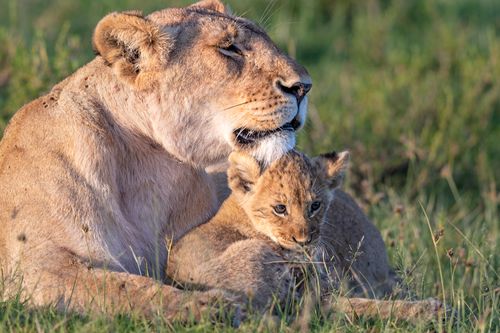 Big Cat Tales - Afrikas Raubkatzen