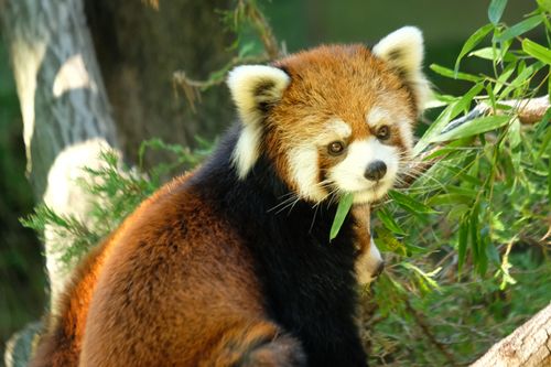 Bronx Zoo - Tierpark der Superlative