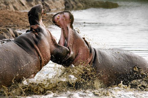 Fight Club der Tiere