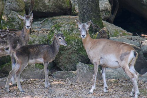 Die Winzlinge in freier Wildbahn