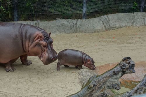 San Diego Zoo