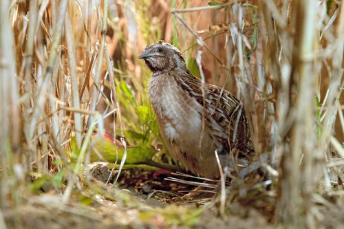 Galerie zur Sendung „Heimat Natur“: Bild 1