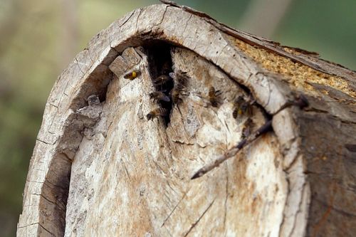 Die Bienenflüsterer