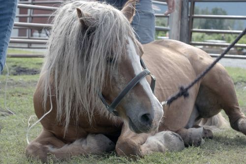 Galerie zur Sendung „Die Yukon-Tierärztin“: Bild 1