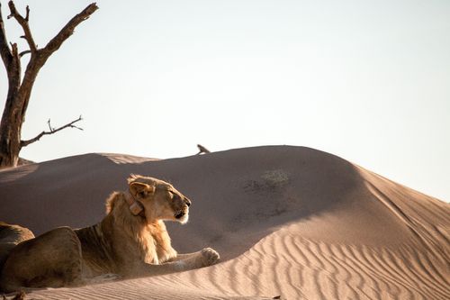 Galerie zur Sendung „Wüstenkönige - Die Löwen der Namib“: Bild 1