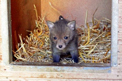 Pia und die wilden Tiere