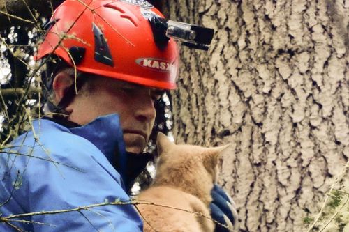 Die Katzenretter - Einsatz in der Baumkrone