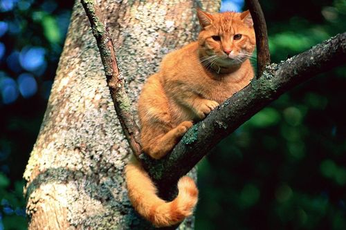 Die Katzenretter - Einsatz in der Baumkrone