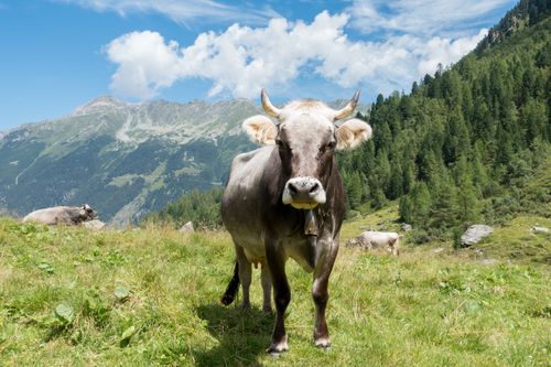Galerie zur Sendung „Glocken, Glück und Grauvieh - Ein Leben mit Kühen“: Bild 1