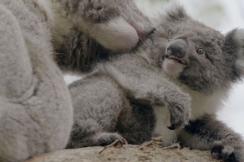 Galerie zur Sendung „Das geheime Leben der Koalas“: Bild 1