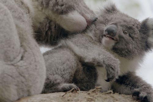 Das geheime Leben der Koalas