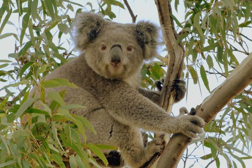 Das geheime Leben der Koalas