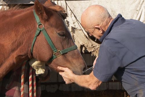 Der unglaubliche Dr. Pol