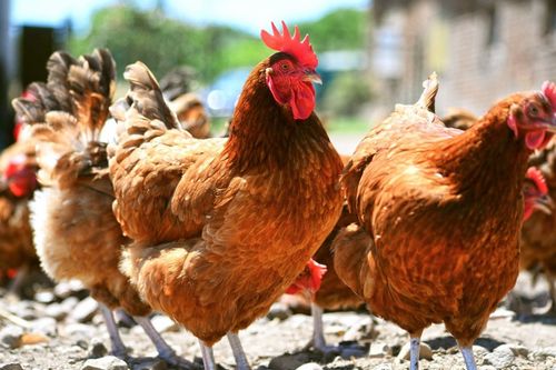 Planet Wissen - Glückliche Hühner - Was brauchen sie wirklich?