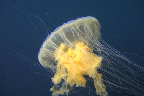 Galerie zur Sendung „Große, blaue Wildnis“: Bild 1