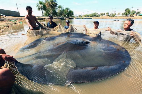 Auf der Suche nach dem Monsterfisch