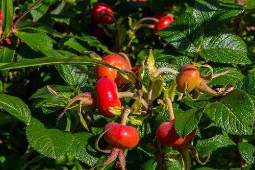 Schnittgut. Alles aus dem Garten - Saatgut | Artischocken | Wege im Garten