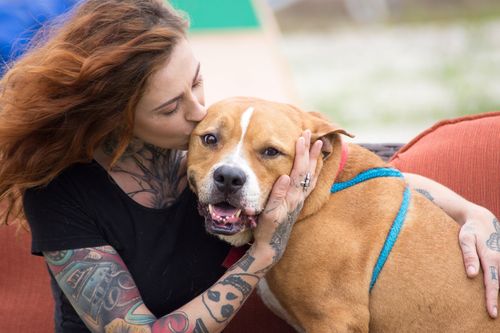 Pitbulls auf Bewährung