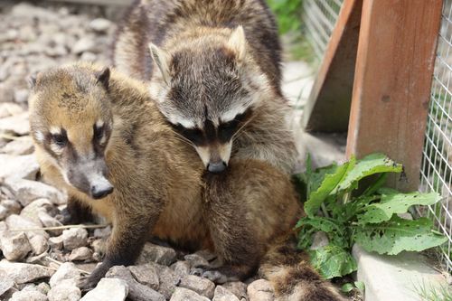 Fantastische Tierfreundschaften