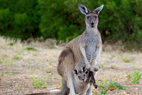 Australiens geheime Inseln