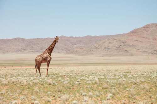 Galerie zur Sendung „Unglaubliche Tierwanderungen“: Bild 1