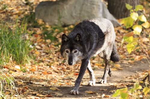 Wenn Tiere angreifen